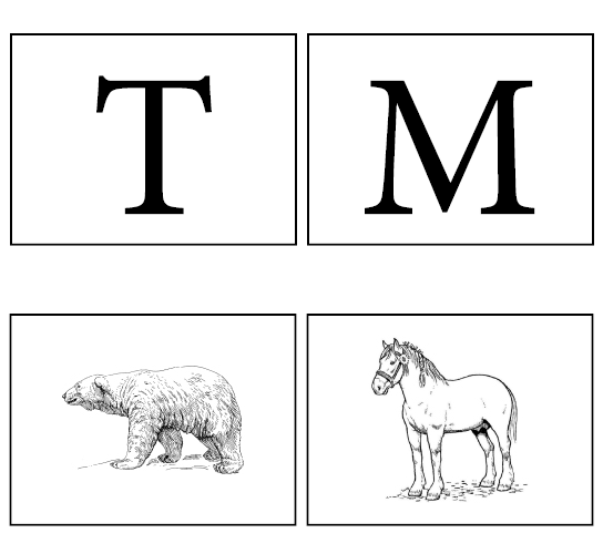 Cards with a "T", "M", drawing of a bear, and a drawing of a horse.