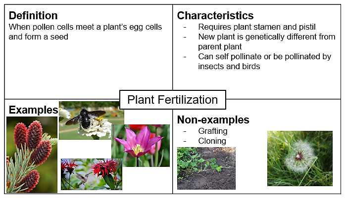 Graphic Organizer split up into 4 sections for the Definition, Characteristics, Examples, and Non-examples of Plant Fertilization