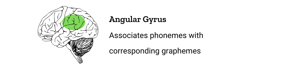 Illustration of the angular gyrus in the brain with words: Angular Gyrus Associates phonemes with corresponding graphemes