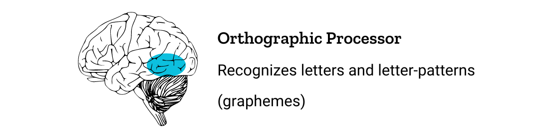Illustration of the orthographic processor in the brain, with words: Orthographic Processor Recognizes letters and letter-patterns (graphemes)