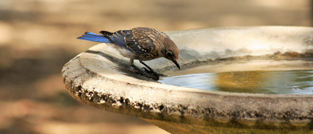 Baby Blue, I found this fledgling blue jay the other day wh…