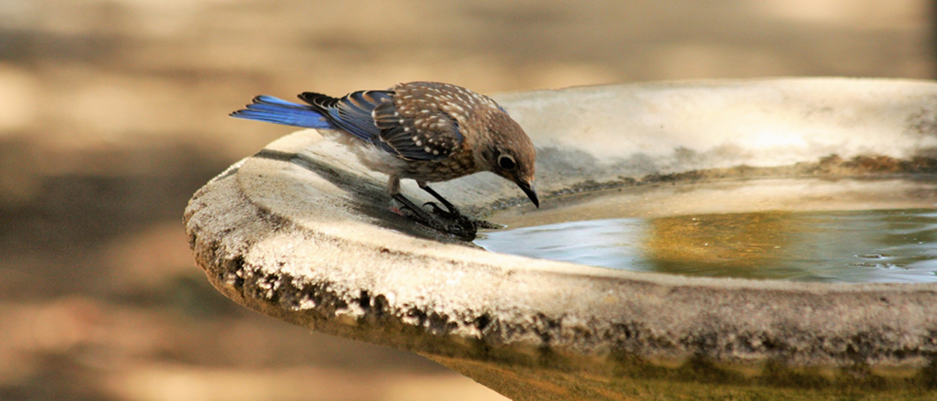 Blue Jay in a birdbath