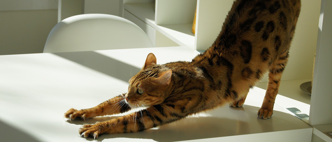 A cat stretching its upper body on top of a table