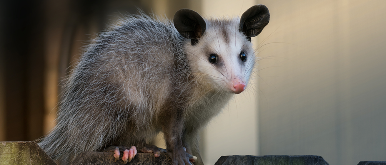 A possum standing on top of a fence