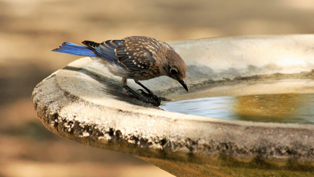 Blue Jay in a birdbath